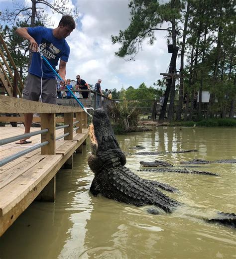 gator country home page.